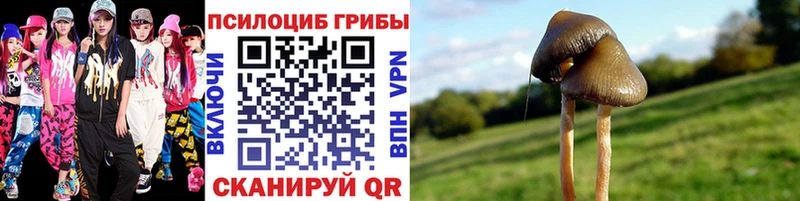 Псилоцибиновые грибы Psilocybe  купить   Бодайбо 